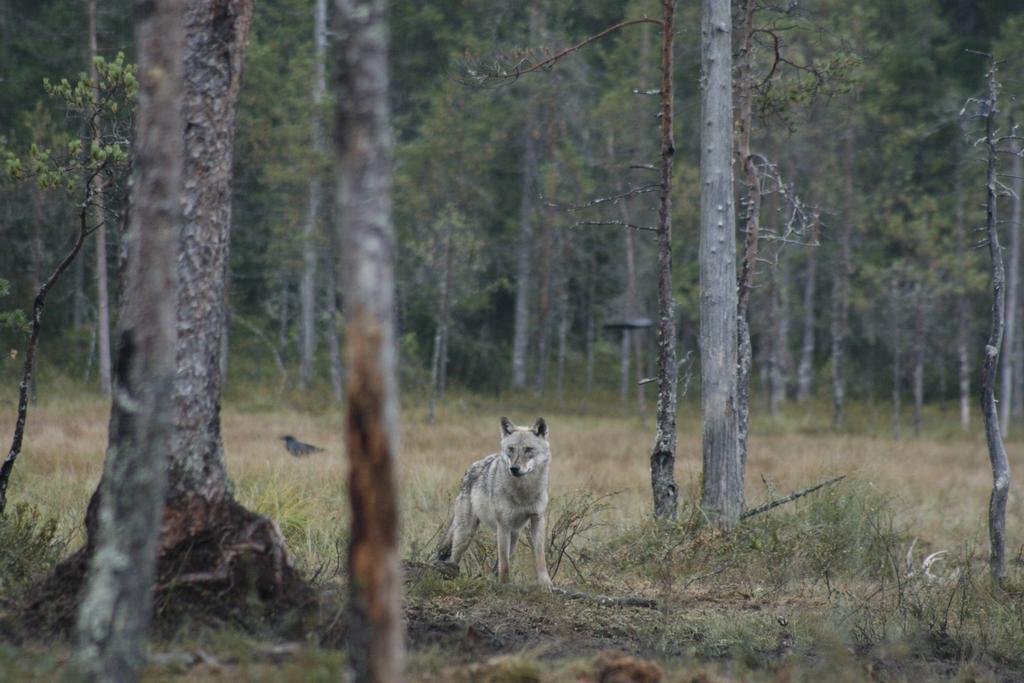 Nymon Mountain Lodge Stoten Bagian luar foto